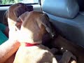 Pampered Pooches