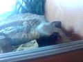 Eqyptian Uromastyx Eqyptian Uromastyx