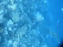 Barriera Corallina El Quseir (Egypt)