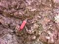 Enoploderes bicolor Enoploderes bicolor