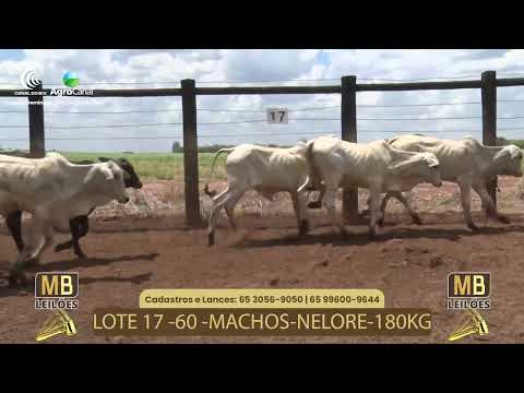 520� LEIL�O VIRTUAL MB LEIL�ES