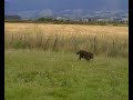 Niamh doing the Scurry 2009