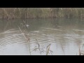 Naturlig vannrensing i Lørenskog