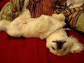 Gizmo the Pekingese