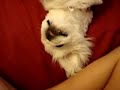 Gizmo the Pekingese