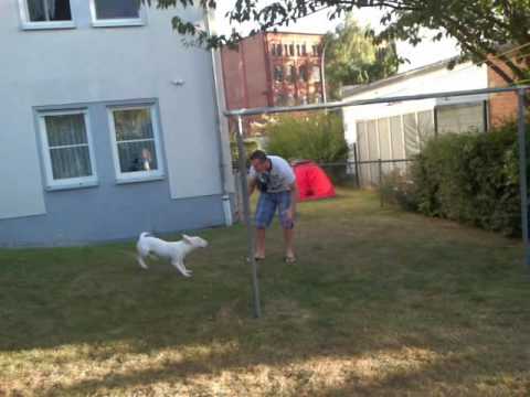 bulterrier