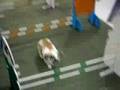 Rabbit-Hopping-Demo-