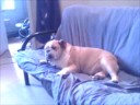 diezel loves the couch