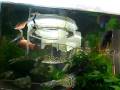 videos de Betta Breeding tank(E)-44.wmv