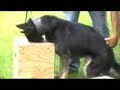 Chief (Bruce Lee) Learning to Trust his Nose