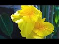 The flowers in Tropica garden