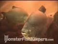 50,000 Gallon Tank Video Series #1 - 2/6 Monsterfishkeepers