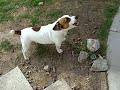 Mad Dog Jack Russell