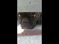 My Dog Named Maza
