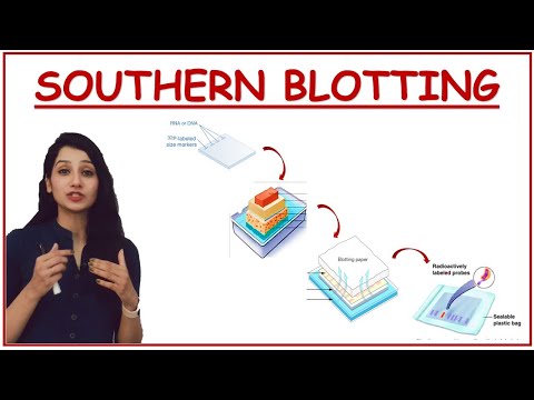 SOUTHERN BLOTTING I Tools & Techniques I Methods in Biology