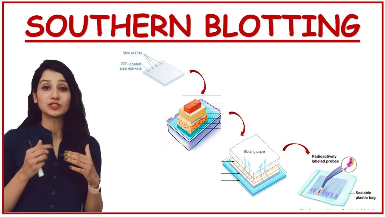 SOUTHERN BLOTTING I Tools & Techniques I Methods in Biology