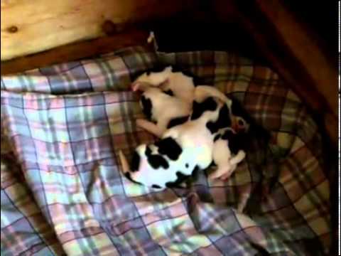 UKC Registered Saint Bernard Puppies