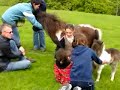 Pony & foal choosing its new family.