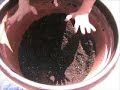 Urban Gardens - Transplanting a Plumeria Tree Urban Gardens - Transplanting a Plumeria Tree