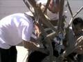 Urban Gardens - Transplanting a Plumeria Tree