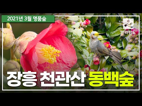 [3월 명품숲] 장흥 천관산 동백숲 | 동백꽃 최대 군락지 | 2021년 방문해야 할 명품숲