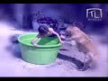 DE POCAS PULGAS TRIBUTO AL PERRO TOMAS