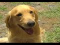 DE POCAS PULGAS TRIBUTO AL PERRO TOMAS
