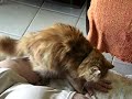 Esta gata persa estava tentando transar ou fazer não sei o que no braço da vovó