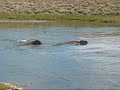 Swimming Buffulo/Herding Elk in Yellowstone