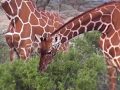 Buffalo Springs National Reserve Kenya - YouTube