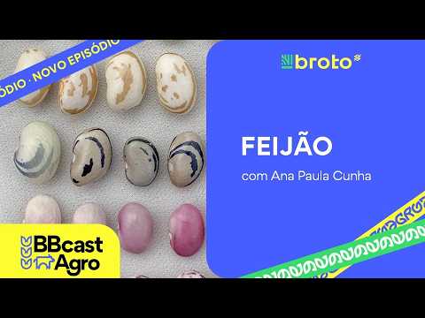Feijão: exportações recordes e estoques baixos sustentam o mercado | BBCast Agro - 22/07/2026