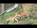 5-yes-5-foxes-play-in-london-garden.html