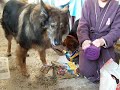 NOEL de mes animaux NOEL de mes animaux