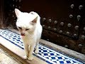 A cat in Fez, Morocco
