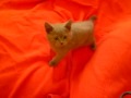 обещанное. =)  http://www.youtube.com/watch?v=DVHsfiYvvac