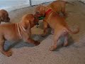 kingdomdogues.com