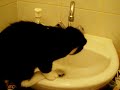 bain,biberon,chat
