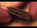 hash weed ganja drugs 4 of 4  last clip, t.h.c. 2 pollen
