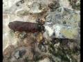 nussknacker et obus  + reste asperges criel sur mer
