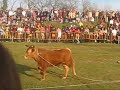 Vaquillas en Guadalupe (Hondarribi)