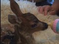 Rescuing a Deer Fawn
