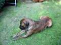 Boerboel video