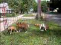 2003 Kandiyohi Boxer Puppies