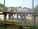 elephants dancing at busch gardens
