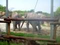 elephants dancing at busch gardens