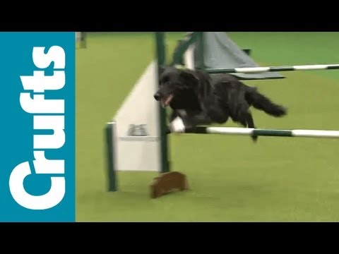 agility - Agility for Rescued Dogs.