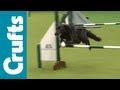 Rescue Dog Agility - Crufts 2012
