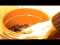 Crecimiento de Cultivo Interior de Marihuana
