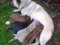 Javalis y perros mamando de una perra 2