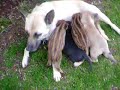 Javalis y perros mamando de una perra 2